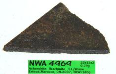 nwa 4969 - brachinit